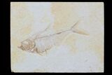 Detailed, Diplomystus Fossil Fish - Wyoming #79072-1